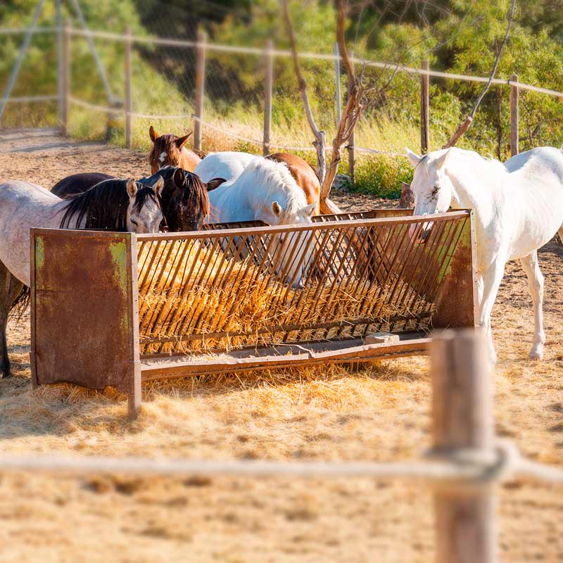 Refugio de animales en Ventas de Huelma, Granada